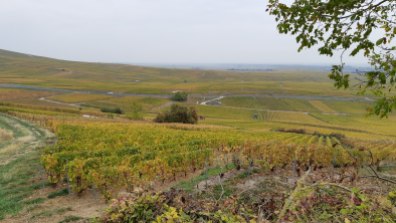 Vineyards outside Vertus
